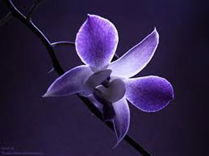 Orchid Flower