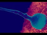 Proven 10 Factors Can Kill Sperm