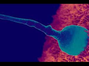Proven 10 factors Can Kill Sperm